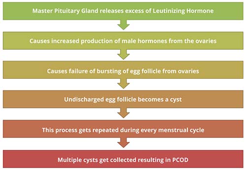 Polycystic Ovary Syndrome (PCOS) Causes